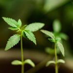 Dos plántulas de cannabis crecen en macetas, con sus primeras hojas visibles