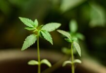 Chubut anuncia la reglamentación del cannabis medicinal en Argentina Dos plántulas de cannabis crecen en macetas, con sus primeras hojas visibles