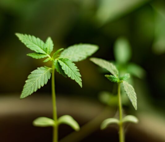 Chubut anuncia la reglamentación del cannabis medicinal en Argentina Dos plántulas de cannabis crecen en macetas, con sus primeras hojas visibles