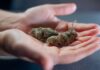 Steve Cohen propone sacar el cannabis de la ley federal de sustancias controladas en EE UU Varias flores secas de cannabis descansan sobre dos palmas abiertas