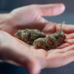 Varias flores secas de cannabis descansan sobre dos palmas abiertas