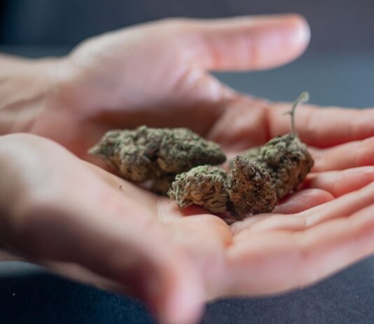 Steve Cohen propone sacar el cannabis de la ley federal de sustancias controladas en EE UU Varias flores secas de cannabis descansan sobre dos palmas abiertas