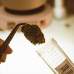 Una mano sostiene una flor de cannabis con pinzas ante un tubo para muestras
