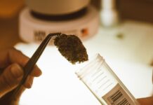 La DEA admite el informe de la GAO en el expediente del cannabis en EE UU Una mano sostiene una flor de cannabis con pinzas ante un tubo para muestras