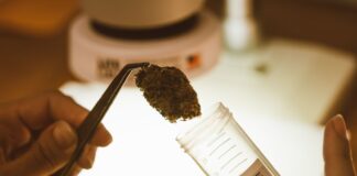 La DEA admite el informe de la GAO en el expediente del cannabis en EE UU Una mano sostiene una flor de cannabis con pinzas ante un tubo para muestras