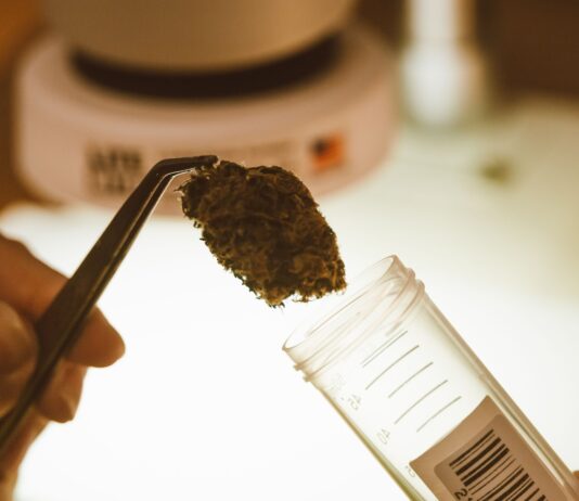 Una mano sostiene una flor de cannabis con pinzas ante un tubo para muestras