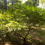 Arbusto de Tabernanthe iboga en un jardín botánico