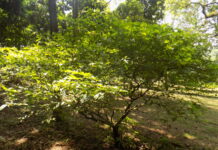 La FDA de EE UU pide datos para ensayos con ibogaína Arbusto de Tabernanthe iboga en un jardín botánico