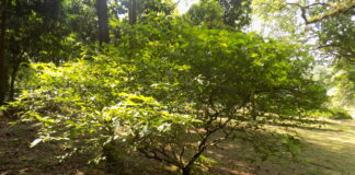 La FDA de EE UU pide datos para ensayos con ibogaína Arbusto de Tabernanthe iboga en un jardín botánico