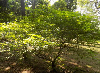 Arbusto de Tabernanthe iboga en un jard&iacute;n bot&aacute;nico