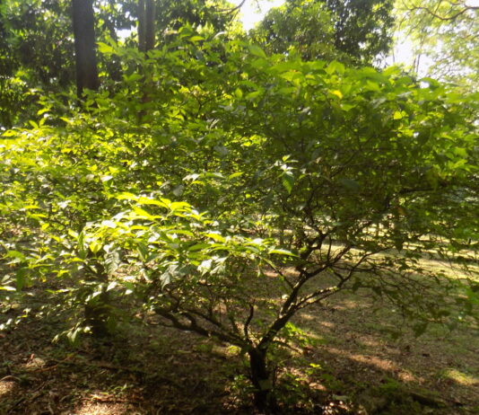 Arbusto de Tabernanthe iboga en un jard&iacute;n bot&aacute;nico