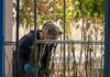 Mendoza abre inscripciones para formar técnicos en cannabis y cáñamo en Argentina Trabajador con protección capilar atiende plantas de cannabis en una sala de cultivo