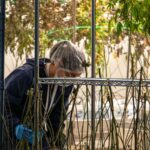 Trabajador con protecci&oacute;n capilar atiende plantas de cannabis en una sala de cultivo
