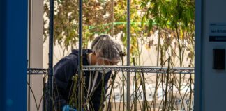 Mendoza abre inscripciones para formar técnicos en cannabis y cáñamo en Argentina Trabajador con protección capilar atiende plantas de cannabis en una sala de cultivo