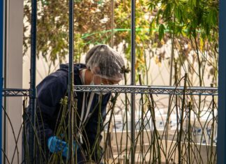 Mendoza abre inscripciones para formar técnicos en cannabis y cáñamo en Argentina Trabajador con protección capilar atiende plantas de cannabis en una sala de cultivo