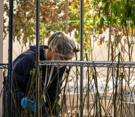 Trabajador con protecci&oacute;n capilar atiende plantas de cannabis en una sala de cultivo