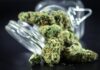 Dinamarca revisa el suministro de cannabis medicinal Flores secas de cannabis junto a un tarro de cristal