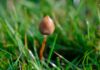 Investigadores canarios relacionan las reacciones adversas a psicodélicos con el malestar psicológico Ejemplar de Psilocybe semilanceata entre la hierba