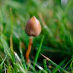 Ejemplar de Psilocybe semilanceata entre la hierba