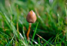 Investigadores canarios relacionan las reacciones adversas a psicodélicos con el malestar psicológico Ejemplar de Psilocybe semilanceata entre la hierba