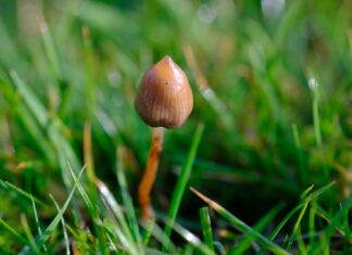 Investigadores canarios relacionan las reacciones adversas a psicodélicos con el malestar psicológico Ejemplar de Psilocybe semilanceata entre la hierba