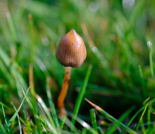 Ejemplar de Psilocybe semilanceata entre la hierba