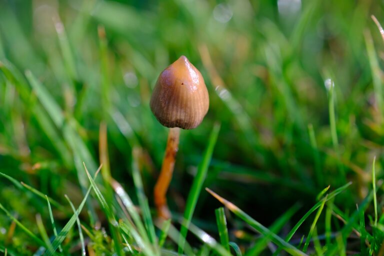 Ejemplar de Psilocybe semilanceata entre la hierba
