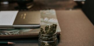 Puerto Rico limita la protección laboral del cannabis medicinal Flores de cannabis medicinal en un tarro sobre una mesa de trabajo