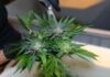SNDL revisa sus operaciones de cannabis en Canadá tras un deterioro de 52 millones Manos con guantes negros recortan hojas de una rama de cannabis con tijeras