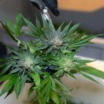 Manos con guantes negros recortan hojas de una rama de cannabis con tijeras