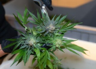 SNDL revisa sus operaciones de cannabis en Canadá tras un deterioro de 52 millones Manos con guantes negros recortan hojas de una rama de cannabis con tijeras