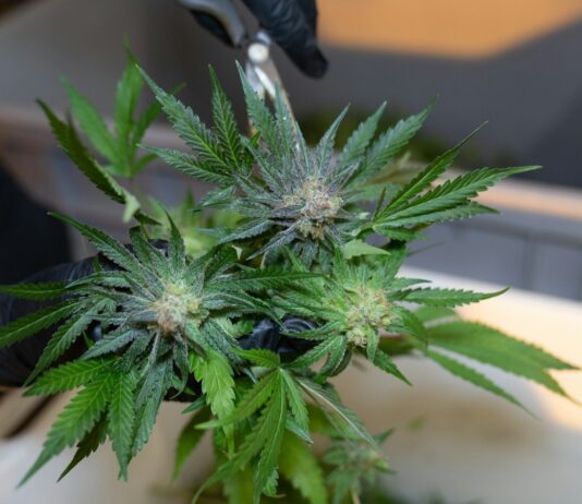 SNDL revisa sus operaciones de cannabis en Canadá tras un deterioro de 52 millones Manos con guantes negros recortan hojas de una rama de cannabis con tijeras